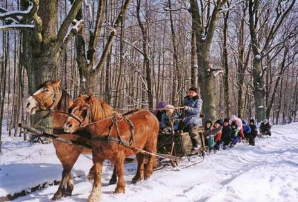 Elbląg, Święta w lesie?