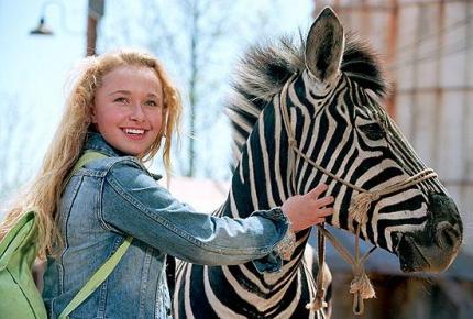 Elbląg, Zebra z klasą