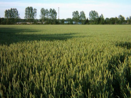 Elbląg, Wiosną plony zapowiadały się nieźle Elbląg, Wiosną plony zapowiadały się nieźle
