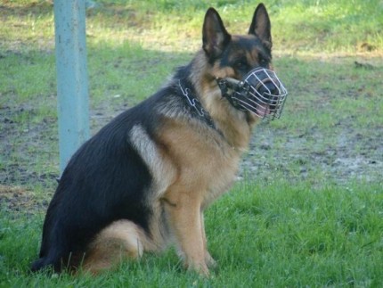 Elbląg, Owczarek Itlas