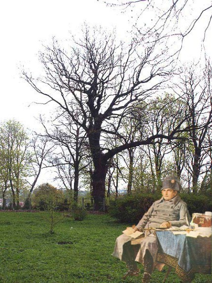 Elbląg, Dąb Napoleona przy ul. Bema (zdjęcie opracował Piotr Adamczyk). Elbląg, Dąb Napoleona przy ul. Bema (zdjęcie opracował Piotr Adamczyk).