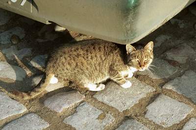 Elbląg, W Elblągu rozpoczęła się akcja sterylizacji bezpańskich kotów