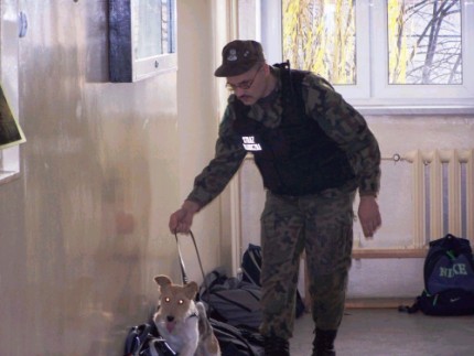 Elbląg, Pies szukał narkotyków w uczniowskich plecakach. Niczego podejrzanego nie znalazł