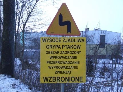 Elbląg, Wojewoda o ptasiej grypie