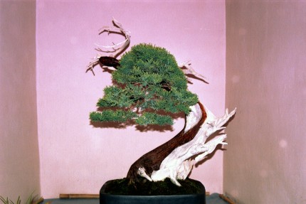Elbląg, Weekend z bonsai Elbląg, Weekend z bonsai