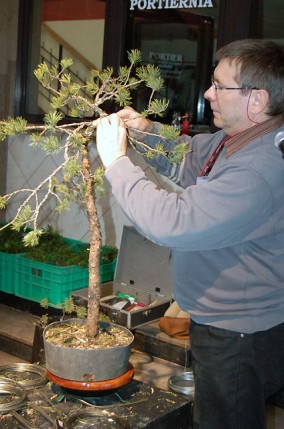 Elbląg, Sztuka tworzenia drzewek Bonsai Elbląg, Sztuka tworzenia drzewek Bonsai