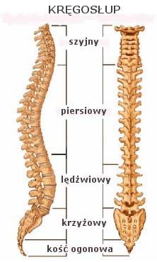 Elbląg, bóle kręgosłupa zaliczane są do chorób cywilizacyjnych