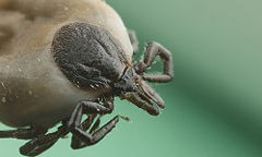 Elbląg, Ixodes ricinus -kleszcz -jego ukąszenie może być niebezpieczne