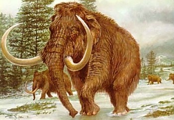 Elbląg, Mamut - jeden z gości elbląskiej Nocy Muzeów (rysunek wg M. Cuisina). Elbląg, Mamut - jeden z gości elbląskiej Nocy Muzeów (rysunek wg M. Cuisina).