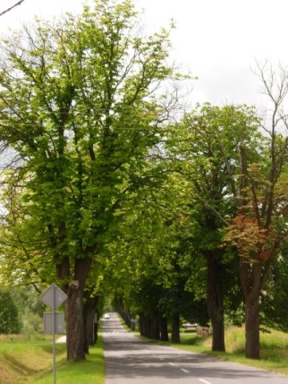 Elbląg, Ta piękna aleja wymaga szczególnej troski Elbląg, Ta piękna aleja wymaga szczególnej troski