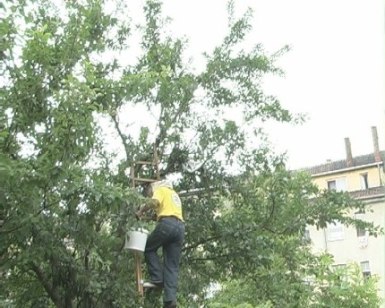 Elbląg, Pszczelarz w trakcie usuwania roju owadów z drzewa. Elbląg, Pszczelarz w trakcie usuwania roju owadów z drzewa.