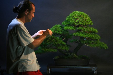 Elbląg, Jarek Lenarczyk wciąż  pogłębia swoją wiedzę o japońskiej sztuce pielęgnacji i formowania bonsai
