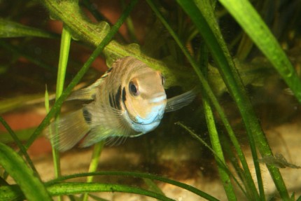 Elbląg, Ryba wpływa na…inspekcję