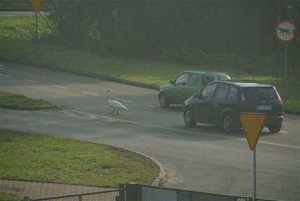 Elbląg, Zdjęcia zrobił czytelnik o imieniu Maciek.