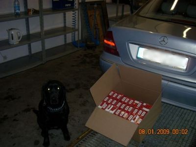 Elbląg, Nos Tigry nigdy się nie myli...