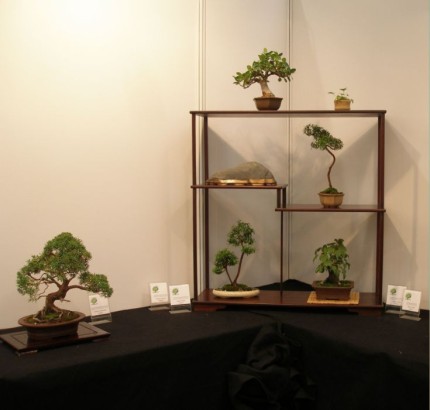 Elbląg, Wymarzone drzewko - drzewko Bonsai Elbląg, Wymarzone drzewko - drzewko Bonsai