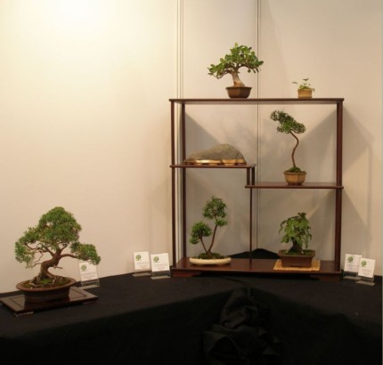 Elbląg, Wymarzone drzewko - drzewko Bonsai