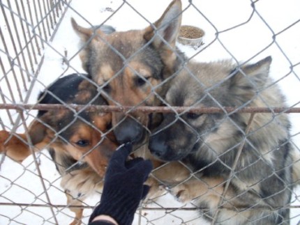 Elbląg, Animals w schronisku