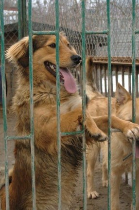 Elbląg, Schronisko pod opieką Animals