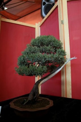 Elbląg, Sztuka bonsai Elbląg, Sztuka bonsai