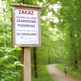 Elbląg, Ostrożnie w lasach Elbląg, Ostrożnie w lasach