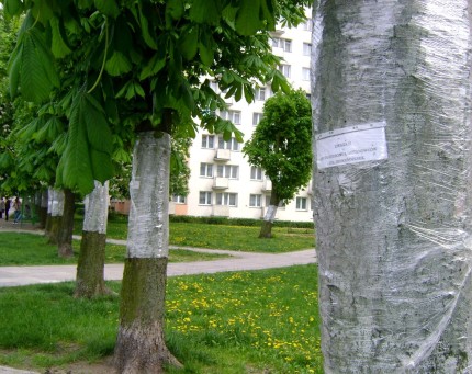 Elbląg, Kasztany pod ochronną folią