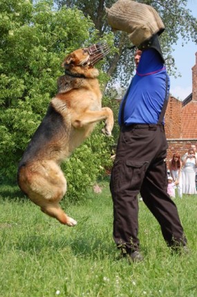 Elbląg, Pokaz tresury psa policyjnego