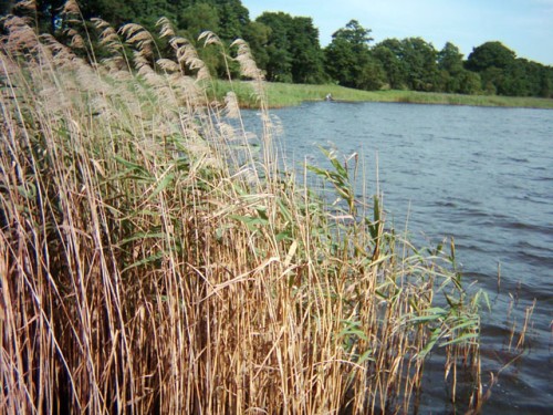 Elbląg, Po przeprowadzeniu badań, olsztyński sanepid stwierdził, że  woda w dwóch kąpieliskach nie nadaje się do kąpieli