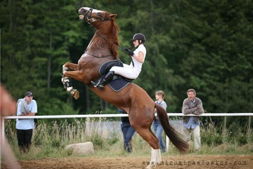 Elbląg, Piękno i adrenalina Elbląg, Piękno i adrenalina