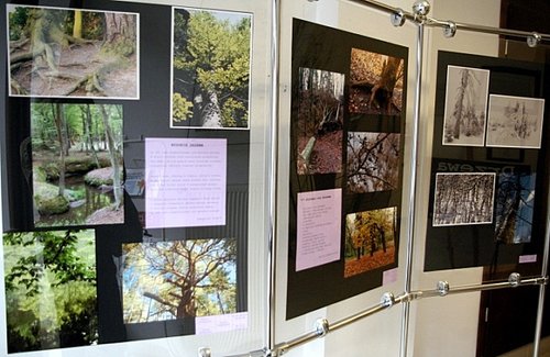 Elbląg, Drzewa - okazy zebrane ze wszystkich stron świata są bohaterami kolejnej wystawy fotografii, która zagościła w Warmińsko-Mazurskiej Bibliotece Pedagogicznej