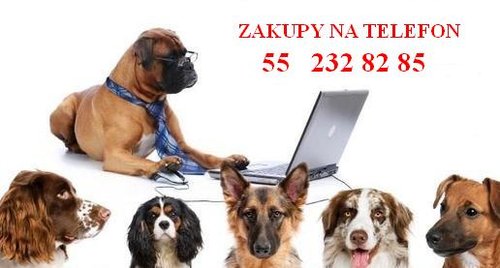 Kot i pies w podróży Kot i pies w podróży