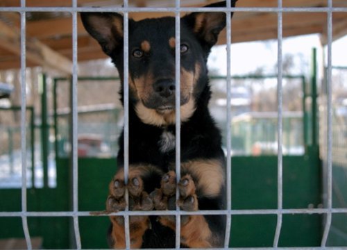 Elbląg, Należy pamiętać o tym, że psy są bardziej niż człowiek narażone na przegrzanie i poparzenia słoneczne