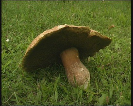 Elbląg, Taaaki okaz może cieszyć. Nie zapominajmy jednak o rozsądku. Elbląg, Taaaki okaz może cieszyć. Nie zapominajmy jednak o rozsądku.