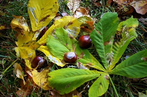 Elbląg, Ochrońmy kasztanowce