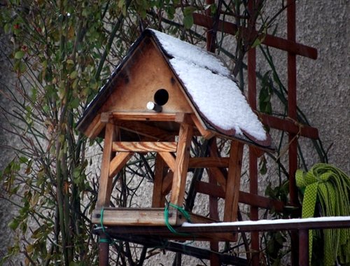 Elbląg, Pamiętajmy o ptakach