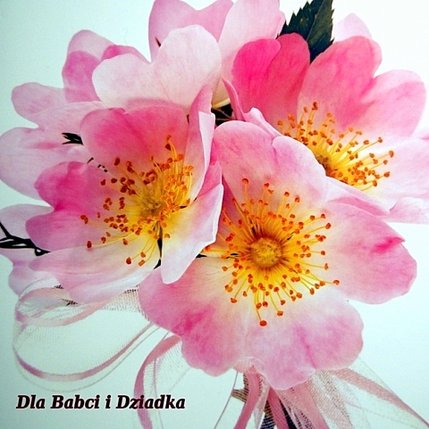 Elbląg, Dzień Babci