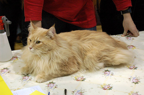 Elbląg, Światowy Dzień Kota