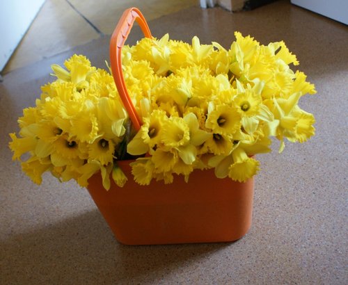 Elbląg, 40-latek ściął ponad 200 żonkili Elbląg, 40-latek ściął ponad 200 żonkili