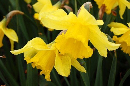 Elbląg, Żonkile dla  hospicjum