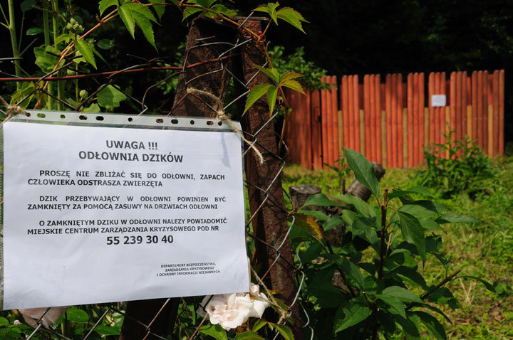 Elbląg, Pierwsza pułapka na dziki Elbląg, Pierwsza pułapka na dziki