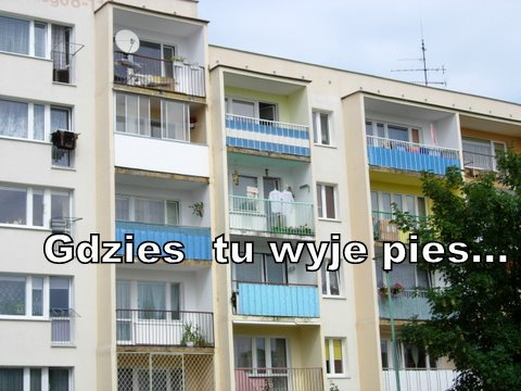 Elbląg, Gdzieś tu wyje pies... Elbląg, Gdzieś tu wyje pies...