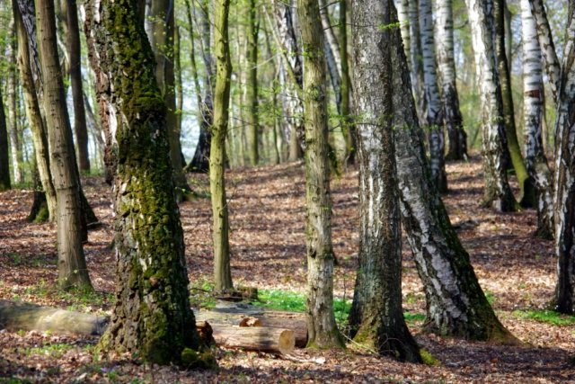 Elbląg, Czas posprzątać świat Elbląg, Czas posprzątać świat