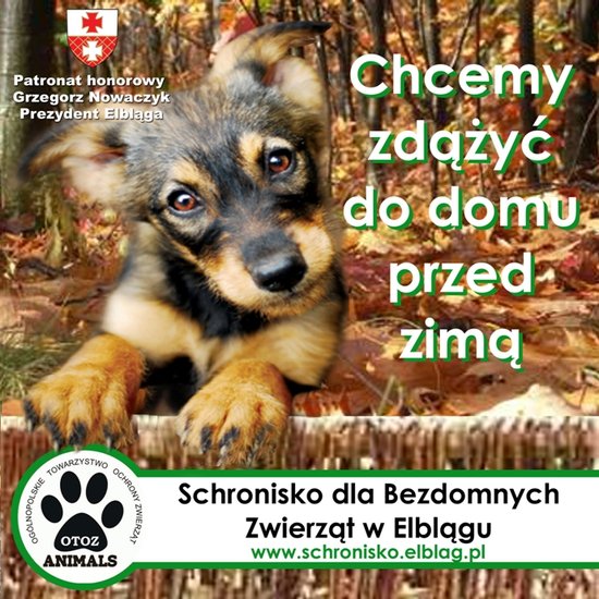 Elbląg, Razem dla schroniska!