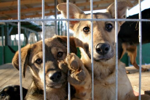 Elbląg, Zdążyć przed zimą