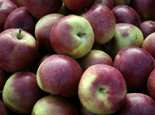 Elbląg, Jabłko – słodki owoc jesieni