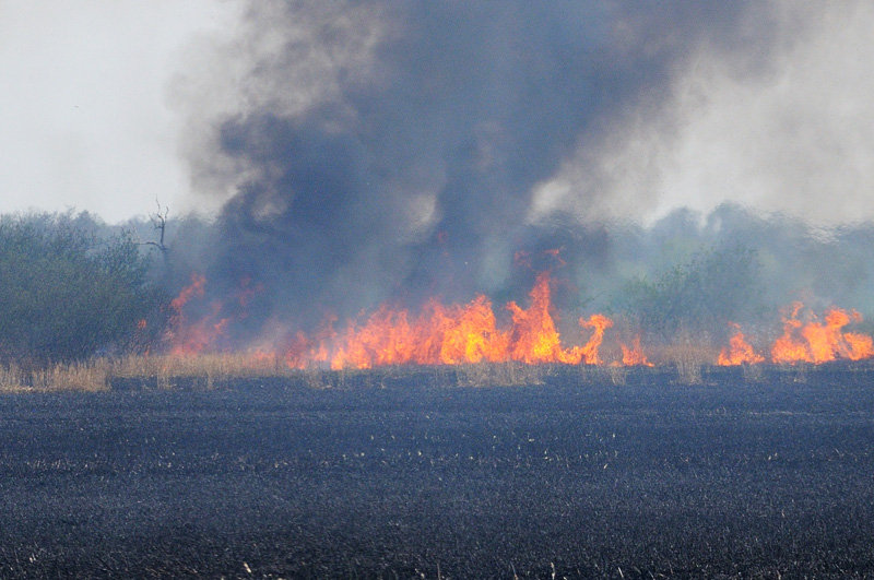 Elbląg, Znów płoną trawy Elbląg, Znów płoną trawy
