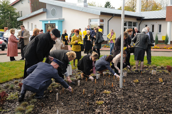 Elbląg, W październiku ub.r. żonkile zostały zasadzone przed elbląskim hospicjum