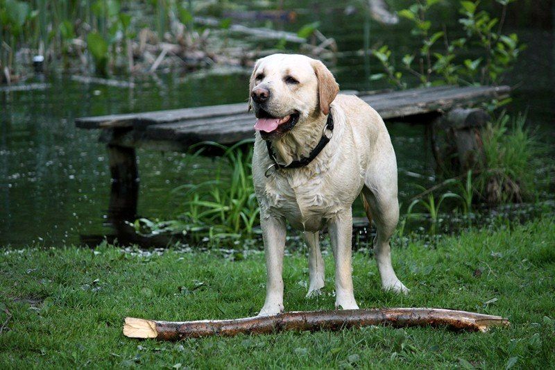 Elbląg, Szczekają o pomoc