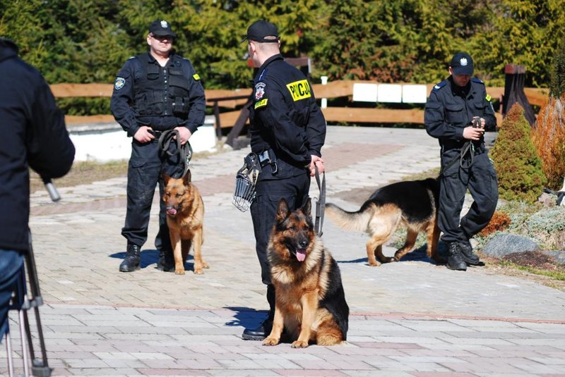 Elbląg, W elbląskiej komendzie służy dziewięć psów - głównie są to owczarki niemieckie