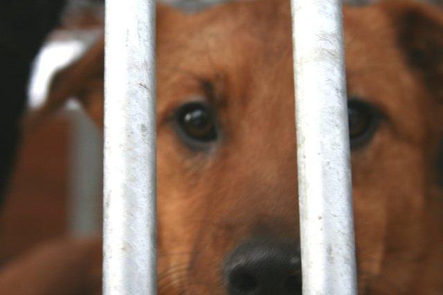 Elbląg, W schronisku na adopcję czeka kilkaset psów. Elbląg, W schronisku na adopcję czeka kilkaset psów.